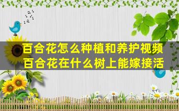 百合花怎么种植和养护视频 百合花在什么树上能嫁接活